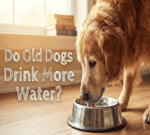 Do Old Dogs Drink More Water