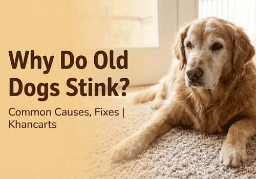 Why Do Old Dogs Stink Common Causes & How to Fix It