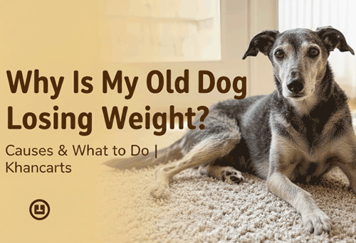Why Is My Old Dog Losing Weight? Causes & What to Do