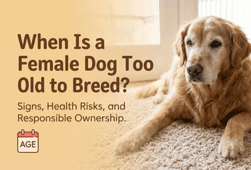 When Is a Female Dog Too Old to Breed