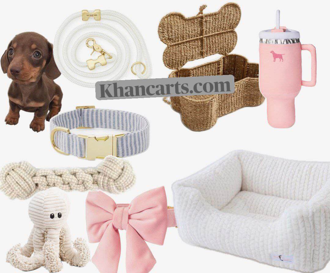 Dog accessories – collars, leashes, harnesses, and clothes for dogs