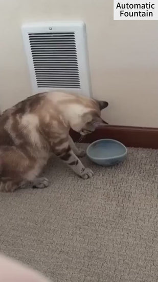 cat water dispenser