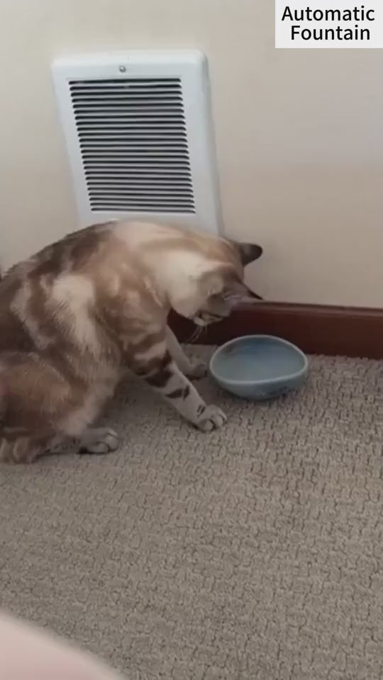 cat water dispenser